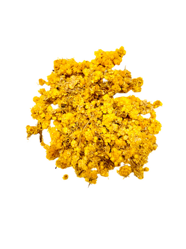 Helichrysum Flowers