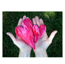 Two hands cupping or holding two pink velvet hearts filled with lavender
